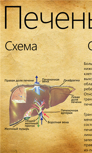 Анатомия - программа для Windows Phone Анатомия - программа для Windows Phone
