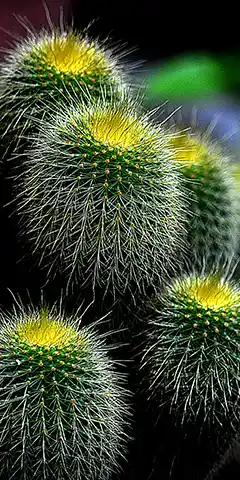Kaktus-Themenhintergrund