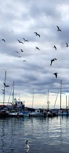 Bilder (verschiedene) für Smartphone 2400x1080 Pixel