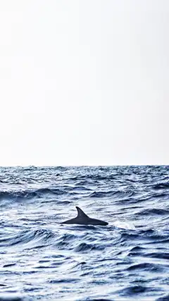 Nouveaux fonds d'écran 2K gratuits pour smartphone