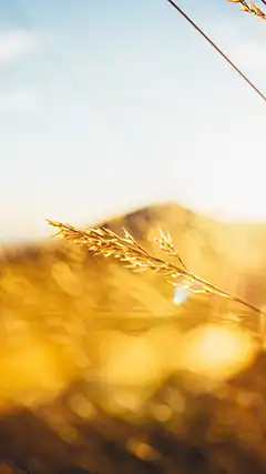 Images 2K sur écran 1920x1080 pixels