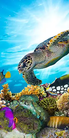 Des images 4K sur divers sujets pour votre téléphone (sélection n°7)