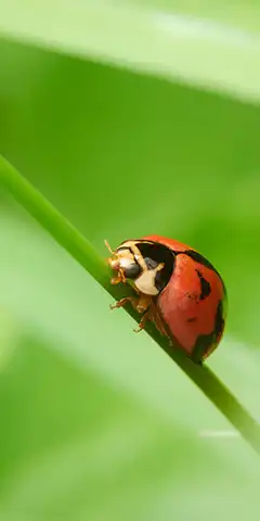 Collection d'images pour votre téléphone: différents thèmes