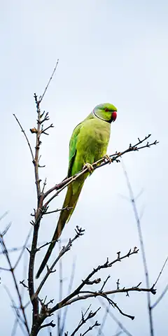 Collection d'économiseurs d'écran 4K