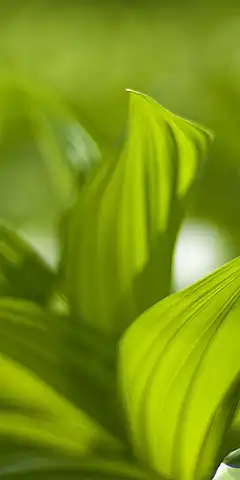 Télécharger des fonds d'écran de bonne qualité: différents thèmes