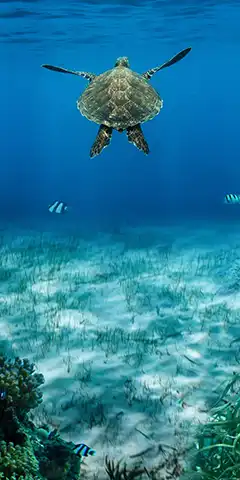 Une sélection de belles images 4K avec paysages, océan, voitures