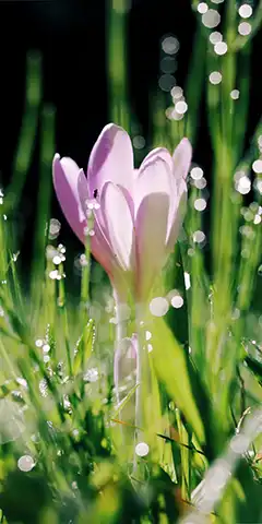 des images de haute qualité pour votre téléphone: divers thèmes