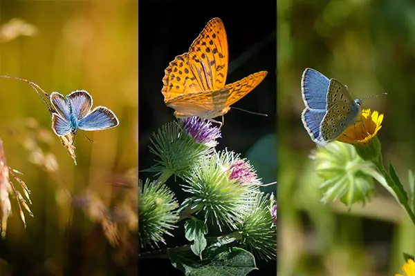 Papillons - magnifique fond d'écran 4K pour votre téléphone (1440x2880)