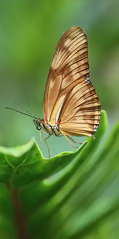 Шпалери (тварини) на будь-який смак для вашого смартфона