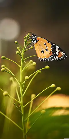 Малюнки з якістю 4K: метелики