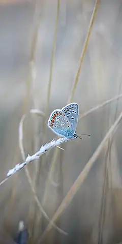 Фон для екрана телефону - скачати безкоштовно