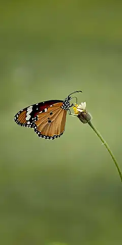 красиві 4K шпалери для гарного настрою