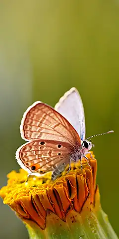 Освіжіть телефон за допомогою картинок з метеликами