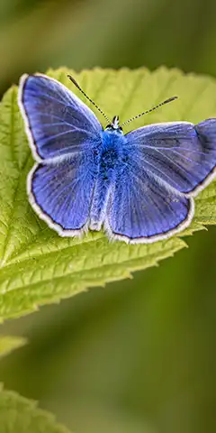 4K заставки для екрана смартфона