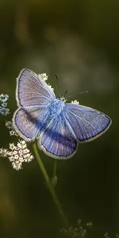 Великий вибір красивих шпалер