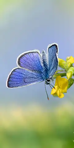 Колекція зображень на телефон: метелики