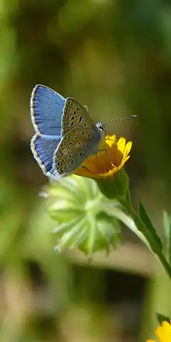 Малюнки на великий екран смартфона
