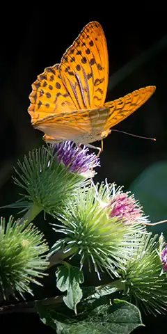 4K шпалери з метеликами - безкоштовно