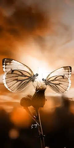 Підбірка красивих 4K картинок з метеликами