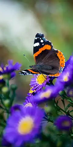 4K Картинки ексклюзивні для вашого телефону