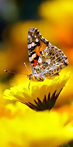 Безкоштовні картинки з метеликами на телефон