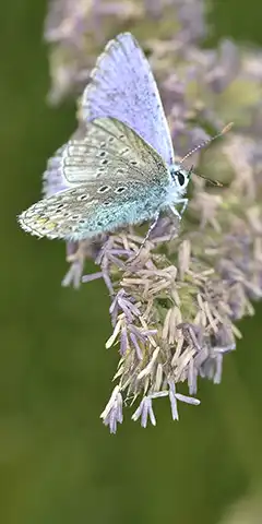 Мобільні шпалери 1440x2880 для заставки
