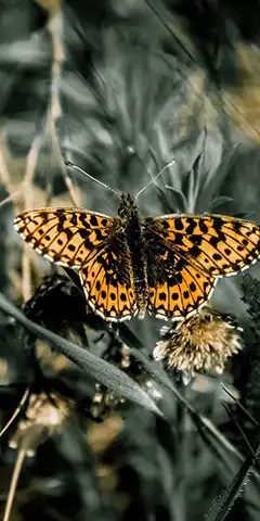 Фонові малюнки на тему метелика