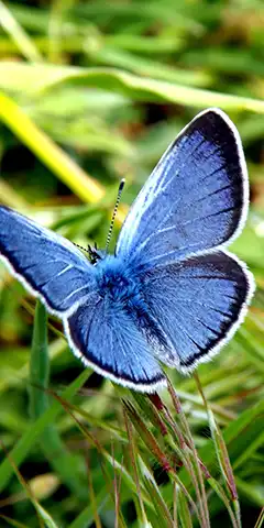 Метелики - красиві 4K шпалери для телефону (1440x2880)