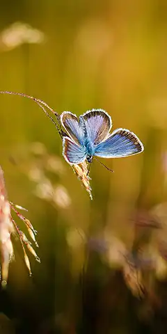 Авторська добірка 4K шпалер на смартфон