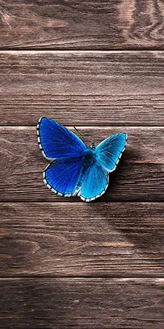 красиві картинки на телефон: метелики