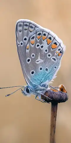 Кращі заставки на смартфон з метеликами - 2025