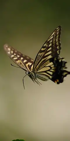 Скачати на телефон фото та картинки з метеликами
